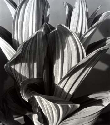 False Hellebore, 1926 (1930) (earlier title Glacial Lily)