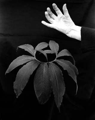 Hand and Leaf of Voodoo Lily, 1972