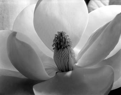 Magnolia Blossom, 1925