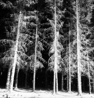 Forest in France, 1960