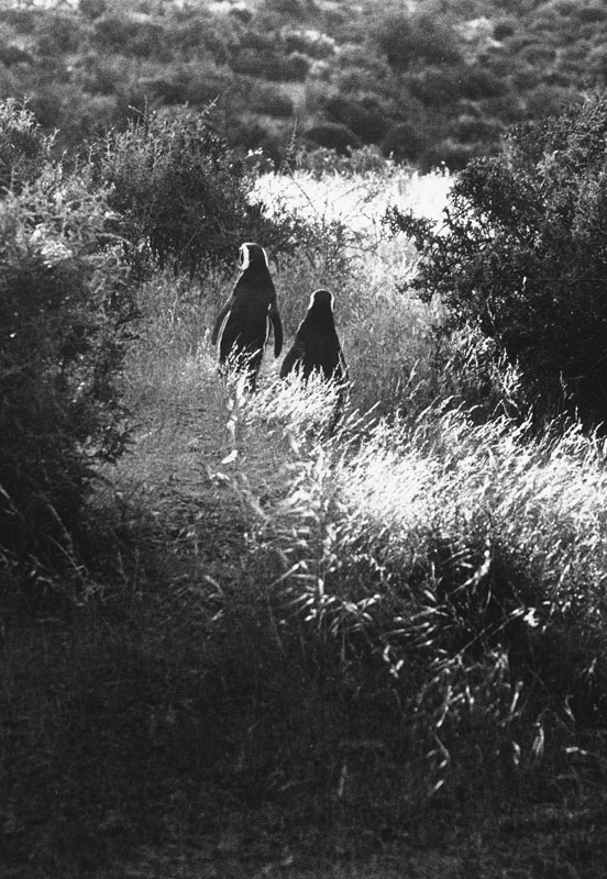 ARGENTINA. Punta Tombo, Patagonia. 2001. (NYC103828)