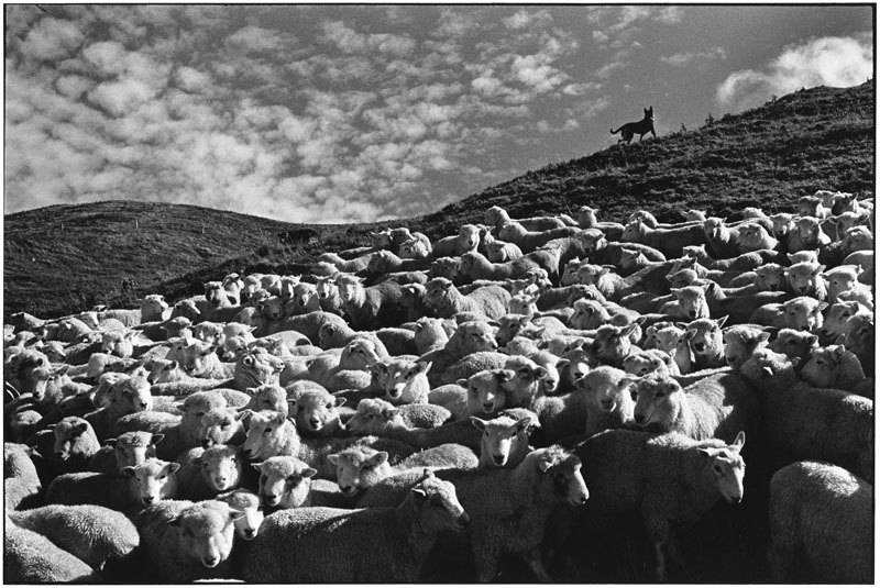 NEW ZEALAND. Auckland. 2004. (NYC84009)
